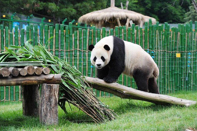 Beijing Historical Tour II including Summer Palace, Lama Temple & Panda Garden - Hotel pickup to 8:00 am starts: the logistics that affect your day