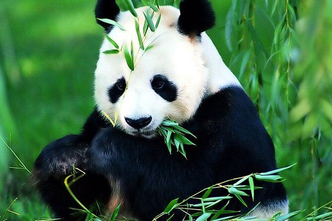 Beijing Historical Tour II including Summer Palace, Lama Temple & Panda Garden - Summer Palace (Yiheyuan) grounds: Cixi-era rebuild and the best walking loop