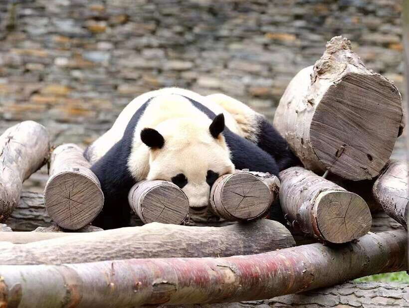 Beijing: The Beijing Zoo Entry Ticket with Pandas - Beijing Zoo Ticket: What You’re Actually Buying