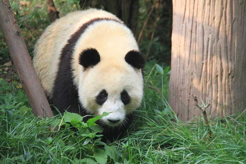 Beijing: The Beijing Zoo Entry Ticket with Pandas - The Aquarium and Sea Lions: Free Watching vs Paid Extras