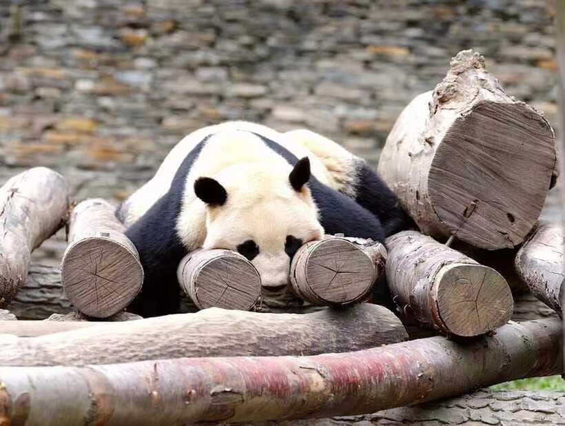Beijing: The Beijing Zoo Entry Ticket with Pandas - Food, Seating, and Small Comfort Wins