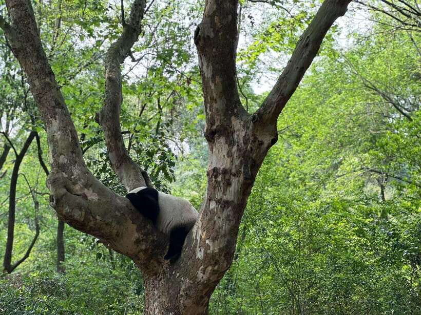 Beijing: The Beijing Zoo Entry Ticket with Pandas - Animal Welfare and Zoo Etiquette: What I’d Watch For
