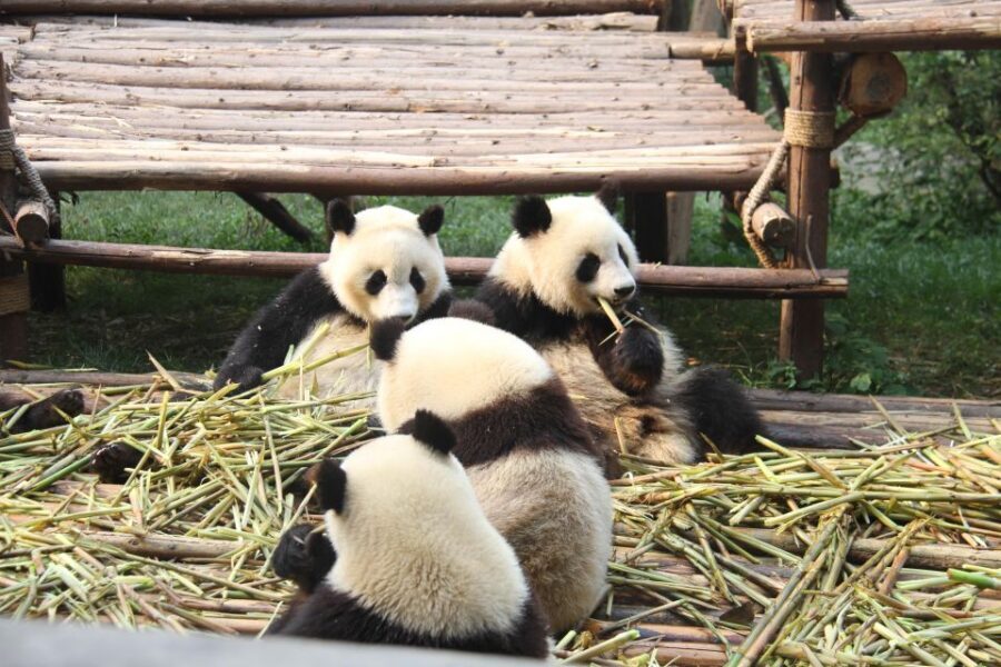 Chengdu: Giant Panda Breeding Research Base Ticket - Who this works best for (and who should reconsider)