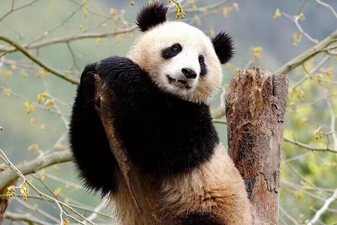 Chengdu: Giant Panda Breeding Research Base Ticket - Ticket value and what’s included (and what isn’t)