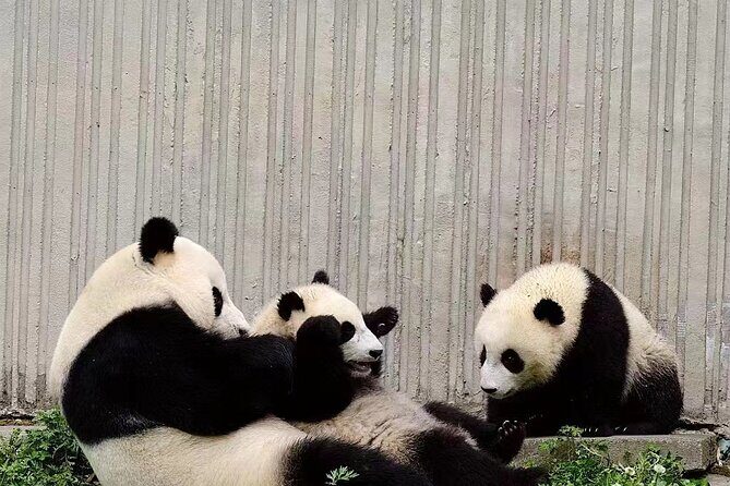 Chengdu: Giant Panda Breeding Research Base Ticket - Touring the park yourself: how to spend your 3 hours without missing the best stuff