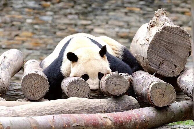 Chengdu: Giant Panda Breeding Research Base Ticket - What you’ll actually see: newborns, baby rooms, and the museum