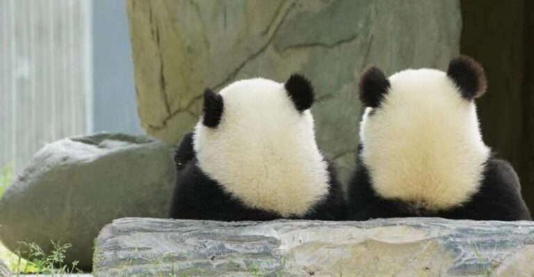 Chengdu: Giant Panda Breeding Research Base Ticket - Getting in fast: passport details and why entry can be easier than DIY