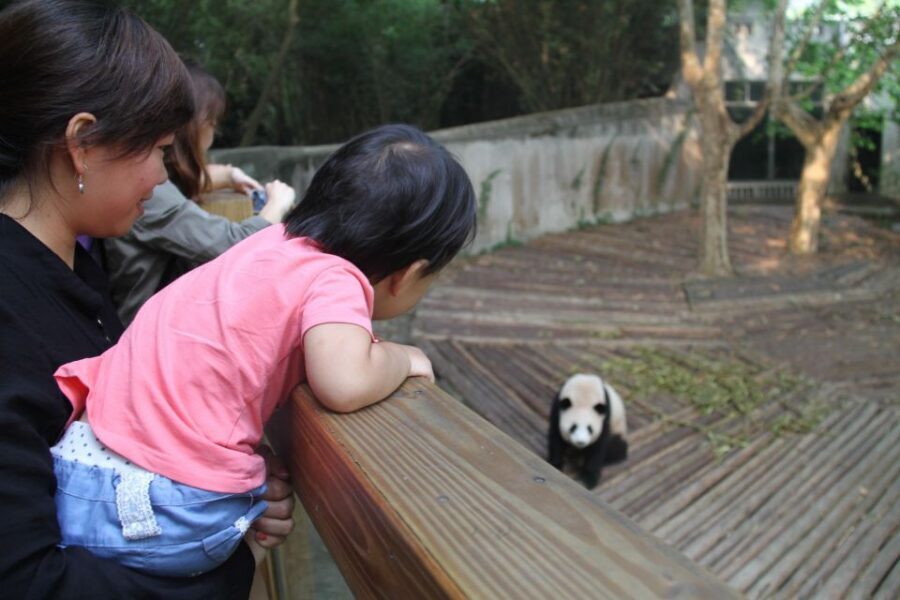 Chengdu: Giant Panda Breeding Research Base Ticket - Crowds, heat, and walking reality checks