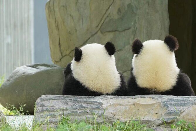 Chengdu: Giant Panda Breeding Research Base Ticket - Getting in fast: passport details and why entry can be easier than DIY