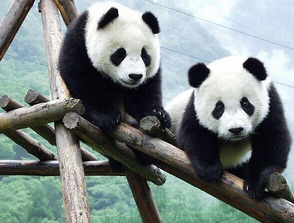Dujingyan Panda Sanctuary Half day tour option panda volunteer - Key highlights you’ll actually feel