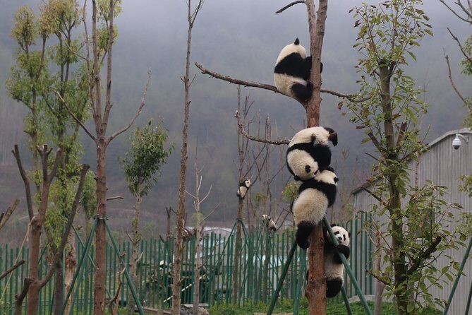 Dujingyan Panda Sanctuary Half day tour option panda volunteer - Dujiangyan Panda Base mornings: why the timing matters