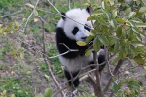 Dujingyan Panda Sanctuary Half day tour option panda volunteer - Hotel pickup and private transport: fewer headaches before pandas