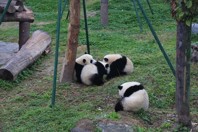 Dujingyan Panda Sanctuary Half day tour option panda volunteer - The volunteer experience: making panda food and feeding with staff support