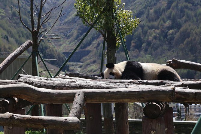 Dujingyan Panda Sanctuary Half day tour option panda volunteer - Price and value: what $170 buys you (and what it doesn’t)