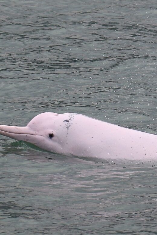 Hong Kong: Dolphin Cruise, Big Buddha & Lantau Island Tour - Dolphin-Watching Cruise: Your Best Chance to See Sea Life