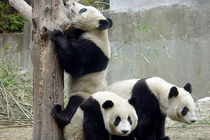 Private Chengdu Day Tour: Giant Pandas and Jinsha Site Museum - 8:00am Pickup and the Chengdu Panda Research Base plan