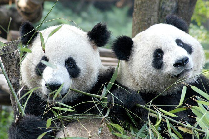 Private Half-Day Chengdu Panda Breeding Center Tour with Optional Volunteer - Key Points You Should Know Before You Go