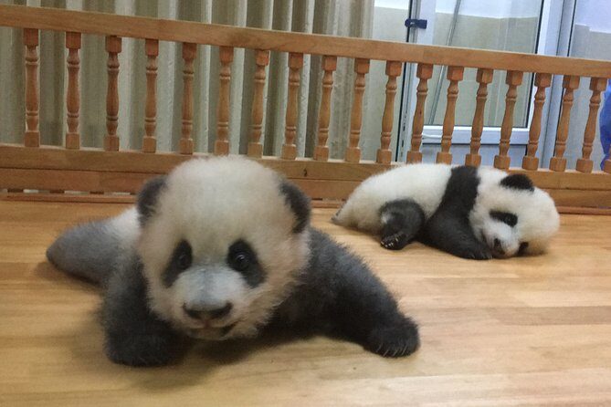 Private Half-Day Chengdu Panda Breeding Center Tour with Optional Volunteer - Entering Panda Mode at Xiongmao Jidi in Chengdu
