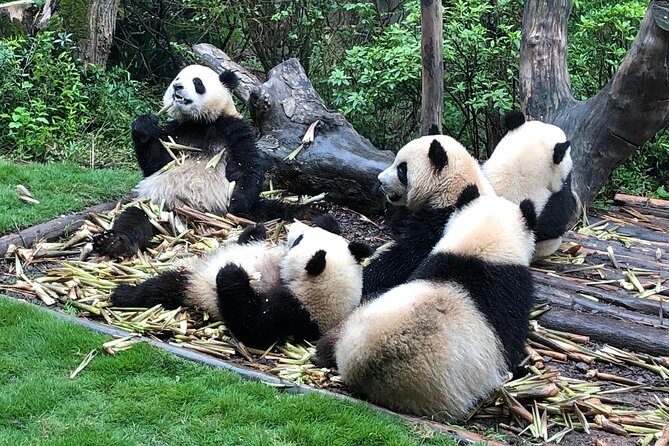 Private Half-Day Chengdu Panda Breeding Center Tour with Optional Volunteer - Price and Logistics: Is $87 Good Value?